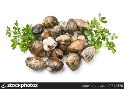 Live clams in isolated white background