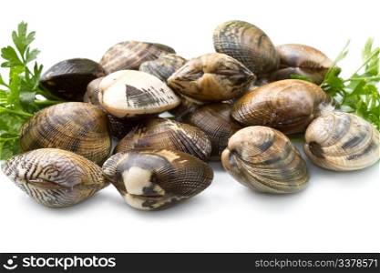 Live clams in isolated white background