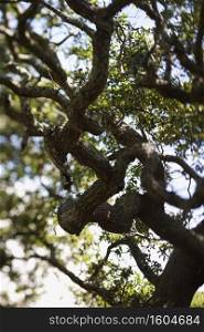 Live oak tree.