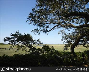 Live oak tree with wetland and stream in background at Bald Head Island, North Carolina.