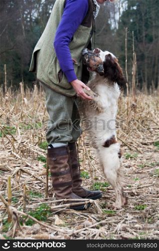 Liver and white spaniel delivering a bird to hand on a shoot, jumping up