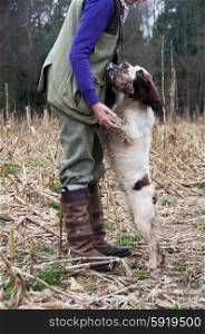 Liver and white spaniel delivering a bird to hand on a shoot, jumping up