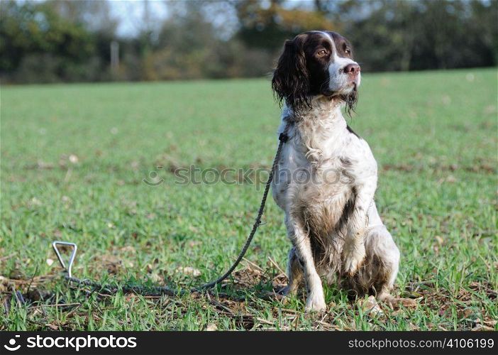 liver and white spaniel on the peg