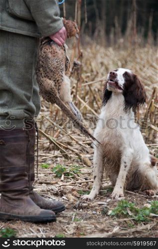 Liver and white spaniel working on a shoot