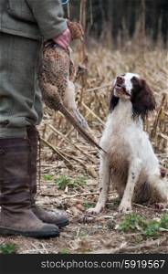 Liver and white spaniel working on a shoot