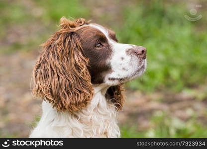 Liver and white springer spaniel, working gundog