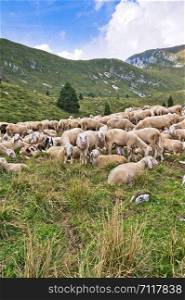 Livestock farm, flock of sheep in mountais.