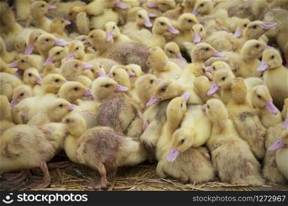 Livestock farming, many ducklings very close together. . Intensive Livestock, Industrial Farming
