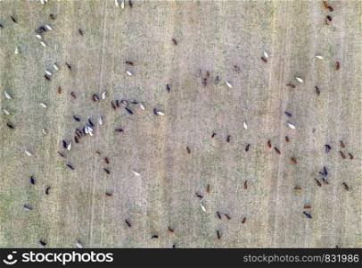 Livestock grazing at the field after harvest. Top view at many goats at the field.