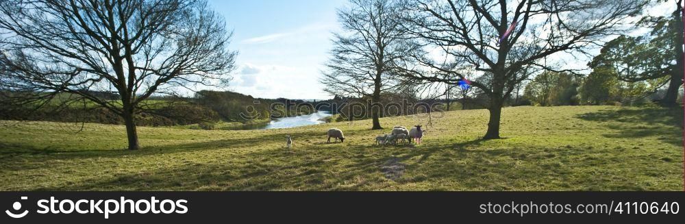 Livestock in Ladykirk countryside, County of Berwick, Scottish Borders