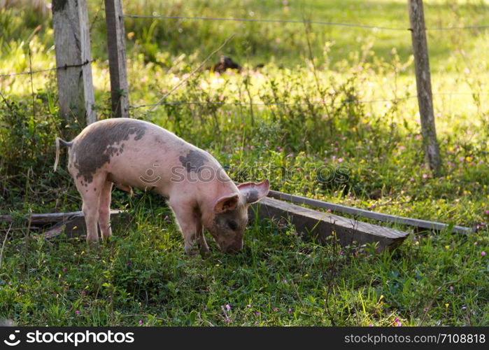 Livestock of loose pigs walking on the farm