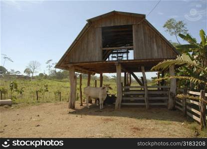 Livestock shelter in Costa Rica
