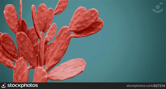 Living coral cactus on blue background minimal summer