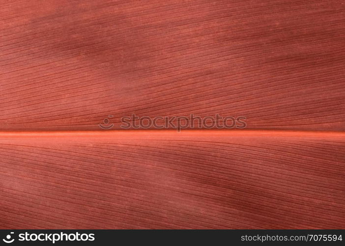 Living Coral color. Natural background of red leaf. Close up leaf surface.