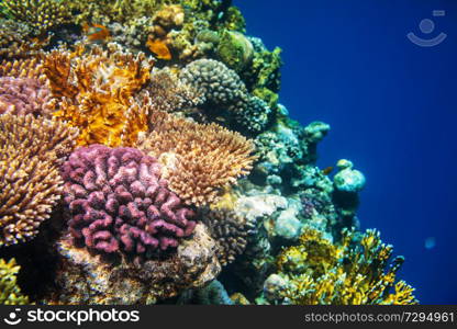 Living Coral reef in Red Sea, Egypt. Natural unusual background.