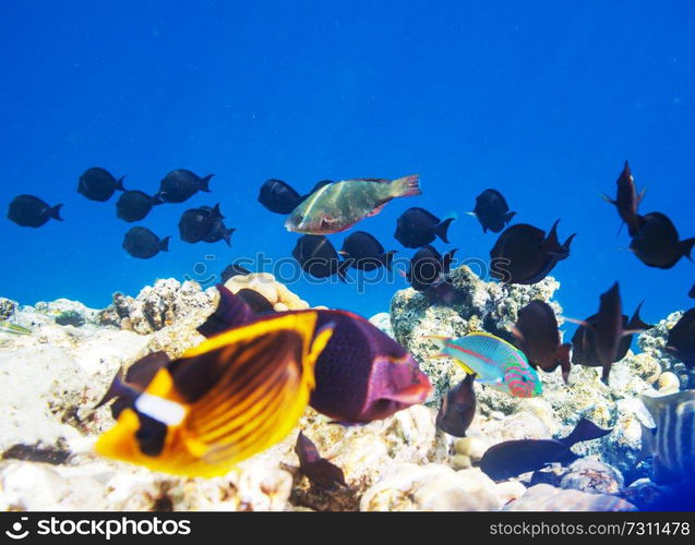 Living Coral reef in Red Sea, Egypt. Natural unusual background.