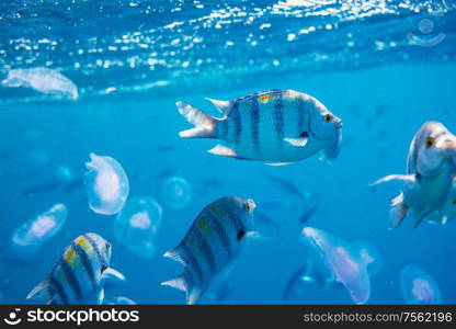 Living Coral reef in Red Sea, Egypt. Natural unusual background.