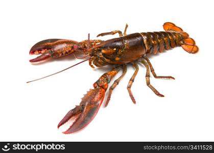 living lobster isolated on white background