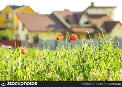 Living out of town - poppies field near the house