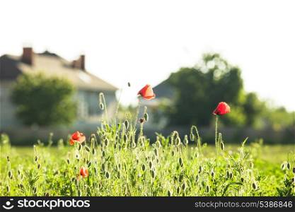 Living out of town - poppies field near the house