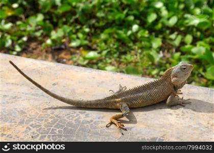 lizard basking in the sun (the wildlife of Sri Lanka)