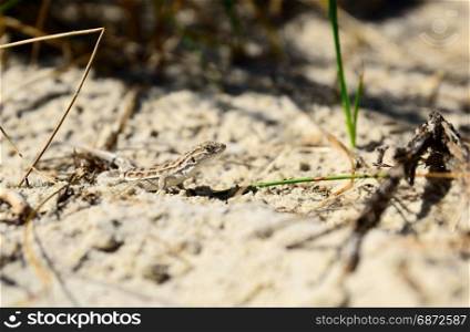 lizard crawling on sand, close up