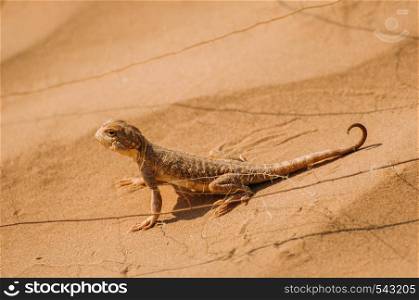 Lizard in the desert on the yellow sand. Reptile in the desert