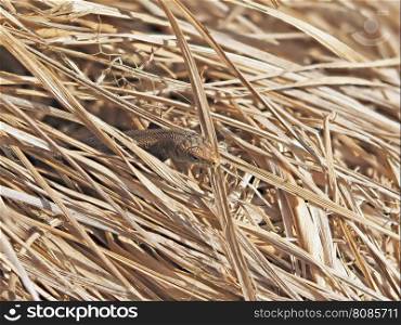 Lizard in the dry grass