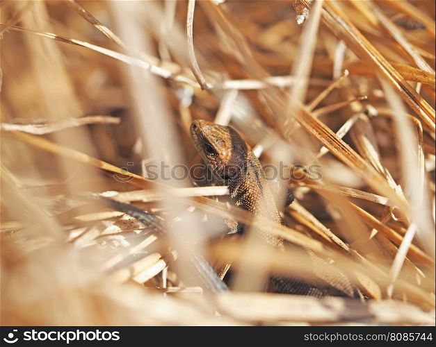 Lizard in the dry grass