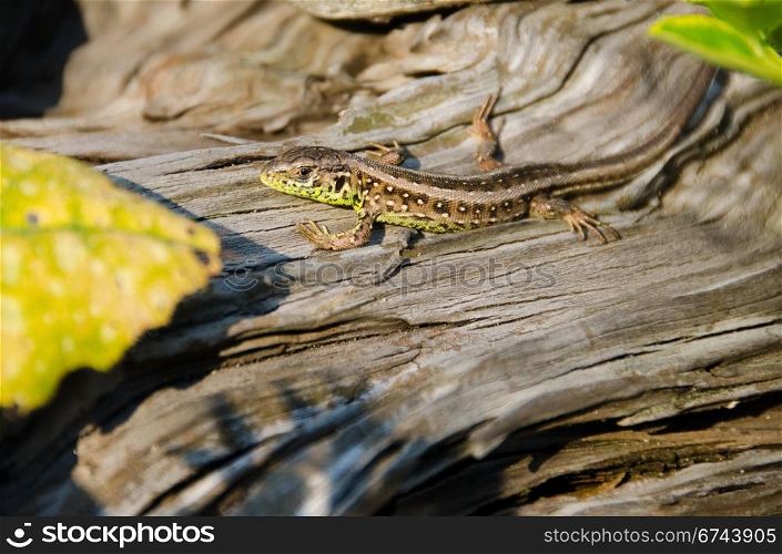 Lizard, Lacerta agilis. sand lizard, lacerta agilis, sitting and sunbathing on wood