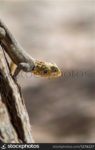Lizard on a beach in Gambia, Agama Lizard (Agama Agama)