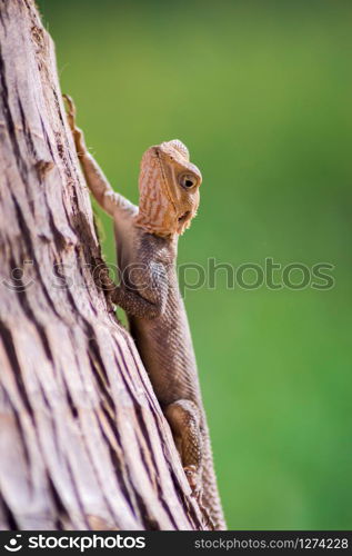 Lizard on a beach in Gambia, Agama Lizard (Agama Agama)