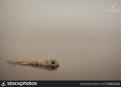 Lizard on a blur background