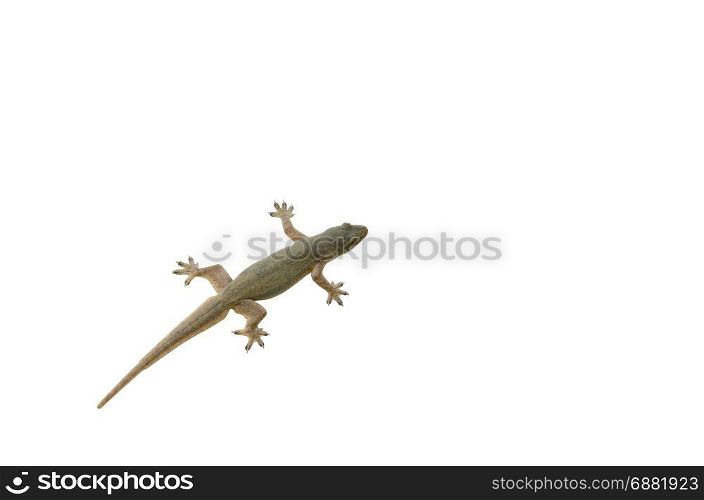 Lizard on a white background.