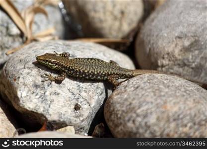 lizard on rock under the sun