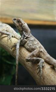 lizard on the branch