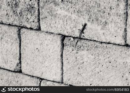 Lizard on the wall. Black and white.