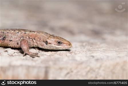Lizard on wood surface, closeup, outdoors shot, copy space