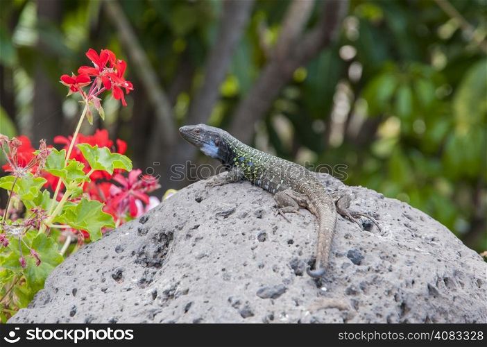 lizard perched on a rock in the sun