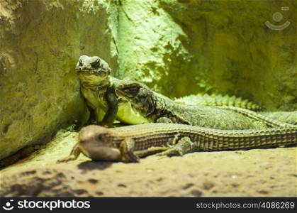 lizards sunbathing together in a terrarium