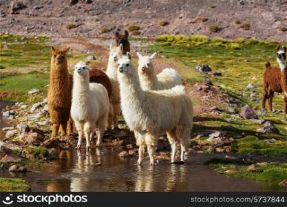 Llama in Argentina