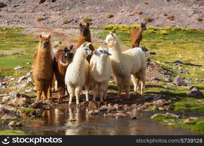 Llama in Argentina