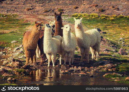 Llama in Argentina