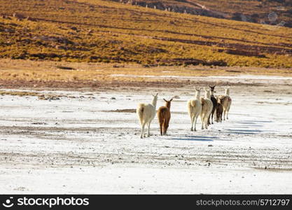 Llama in Bolivia