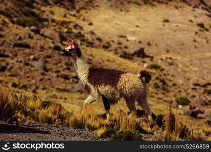 Llama in remote area of Argentina