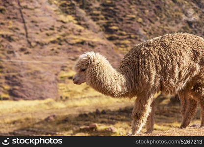 Llama in remote area of Argentina