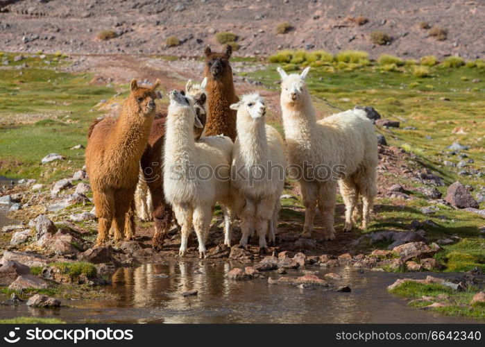 Llama in remote area of Argentina