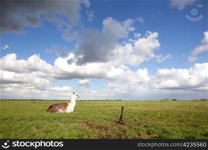 llama in the grass of a field in the Netherlands and blue sky