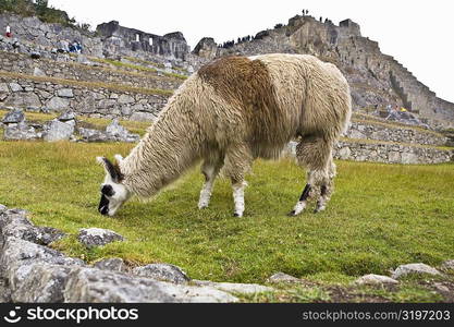 Llama (Lama glama) grazing near old ruins of buildings, Machu Picchu, Cusco Region, Peru