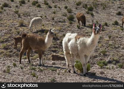 Llamas grazing in field, San Pedro de Atacama, El Loa Province, Antofagasta Region, Chile
